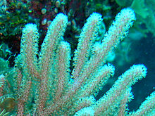 Coral reef