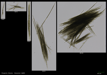 Aphanizomenon harmful algae imaged by FlowCam