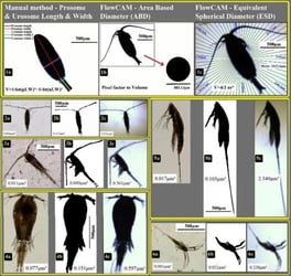 FlowCam images of zooplankton copepods from study