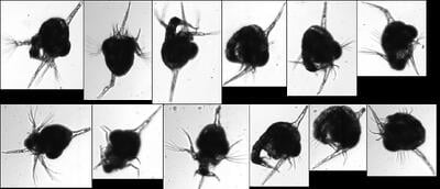 FlowCam collage of crab larvae