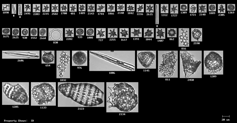 Microfossils analyzed by FlowCam