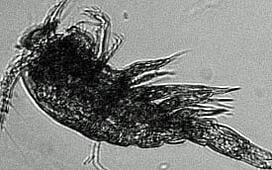 FlowCam zooplankton image