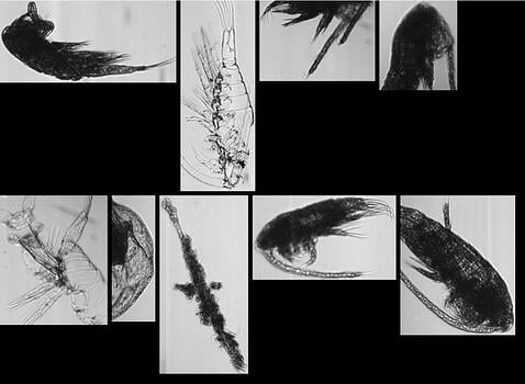 FlowCam zooplankton collage