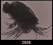 FlowCam zooplankton image