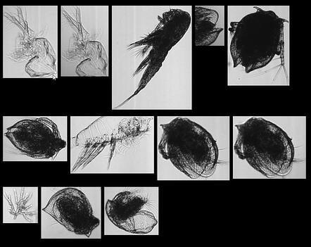 FlowCam zooplankton collage