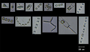 FlowCAM images of plankton species collected in Narragansett Bay