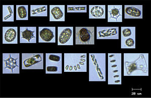 FlowCAM images of plankton species collected in Narragansett Bay