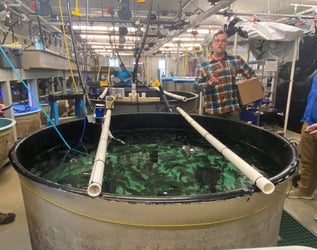 Lumpfish tank at UNH aquaculture facilities