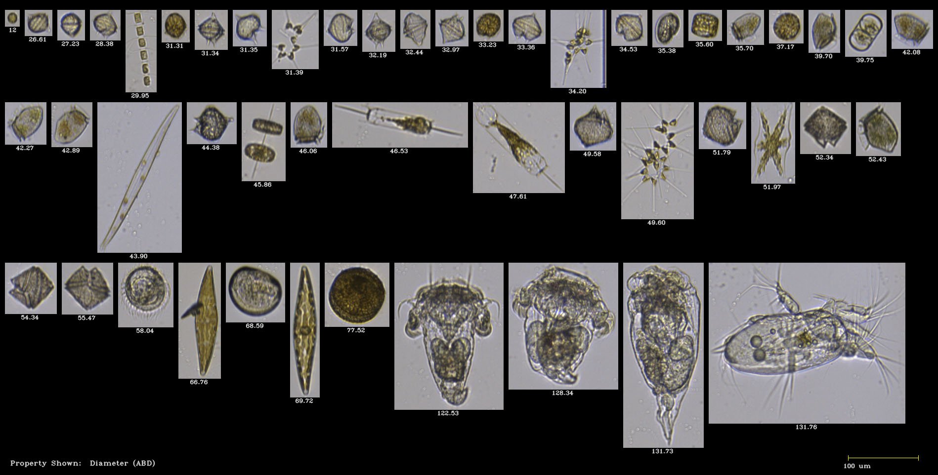 FlowCam 8000 collage of plankton collected in Portland Maine harbor, imaged at 10X