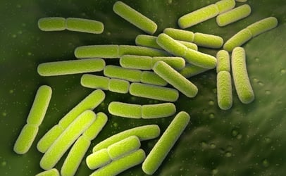 Stock photo of e. coli bacteria under microscope
