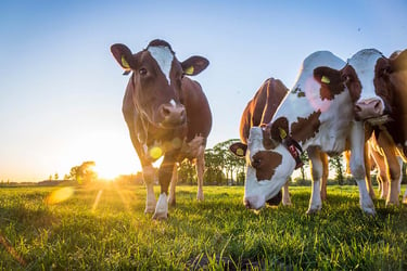 Stock photo of cows in a field