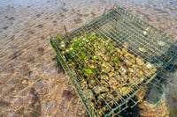 Cage of oysters in shallow water
