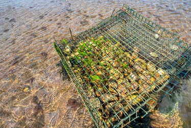 Cage of oysters in shallow water