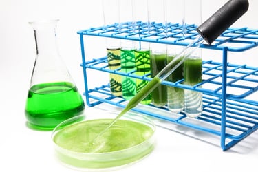 Stock photo of algae cultivation