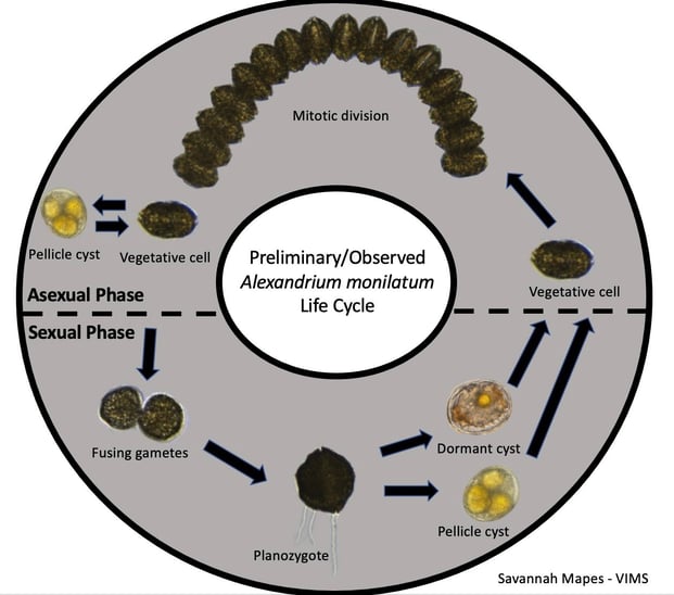 Alexandrium monilatum life cycle graphic with FlowCam images