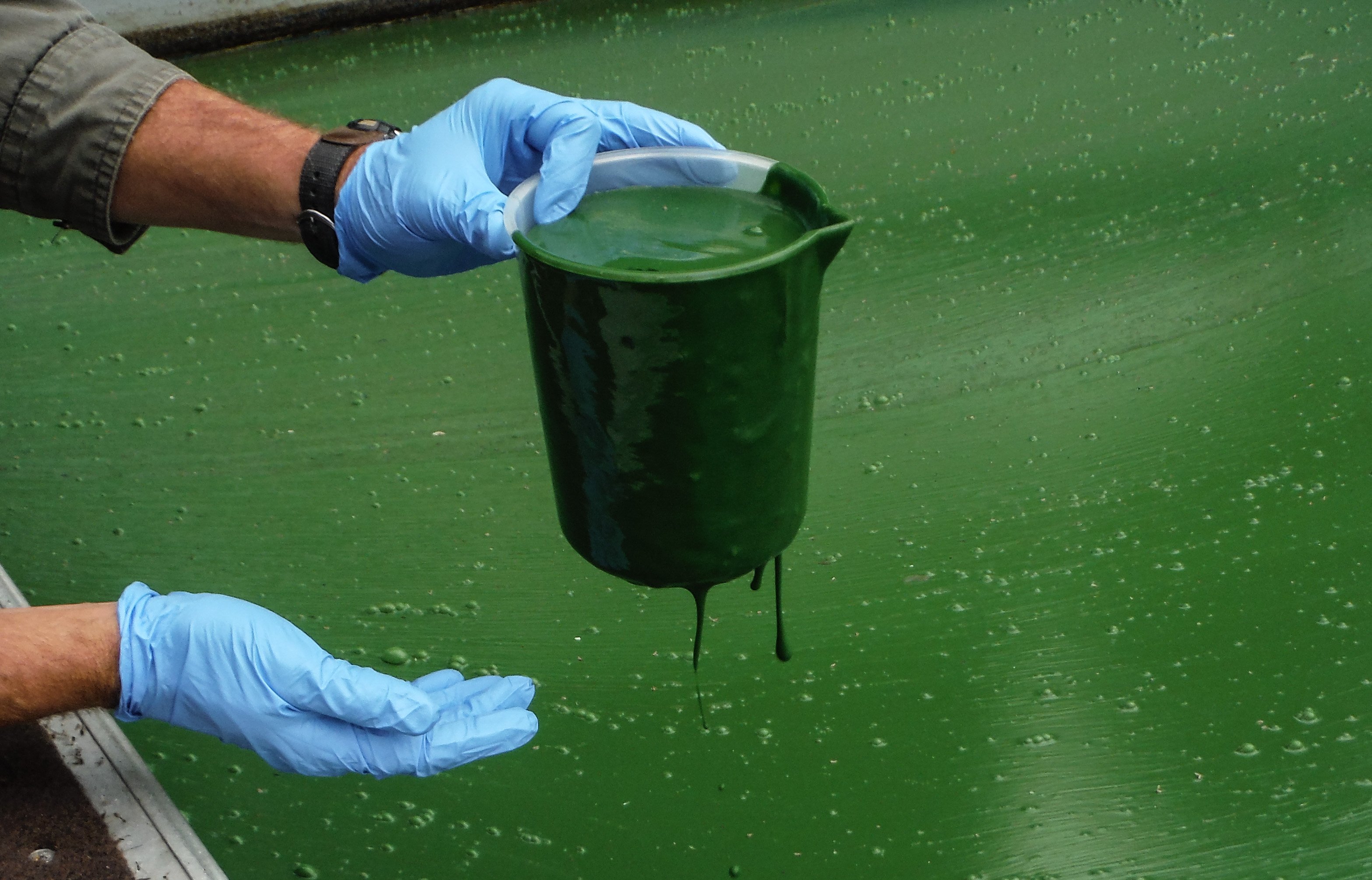 A beaker sample of water turned green by algae bloom in Tenmile Lakes basin