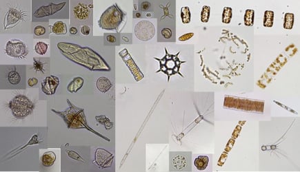 FlowCam images of plankton