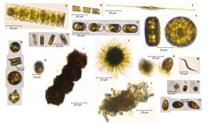FlowCam collage of plankton
