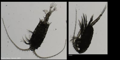 Calanus finmarchicus FlowCam images