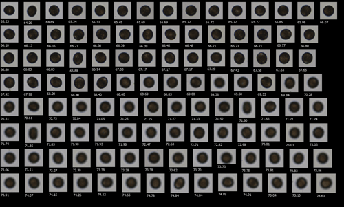 FlowCam collage of clam eggs