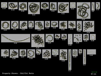 FlowCam Cyano collage of harmful algae species