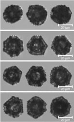 FlowCam images of dandelion sporopollen exine capsules