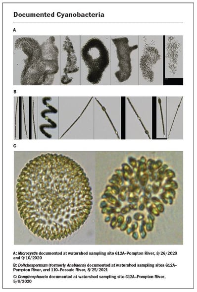 Documented Cyanobacteria AWWA article