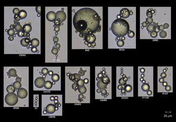 FlowCam images of Serratia marcescens-induced aggregation of Ni(II) MIL Droplets