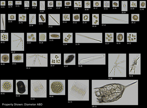 FlowCam collage of plankton sampled from Dillon Reservoir in Breckenridge, Colorado