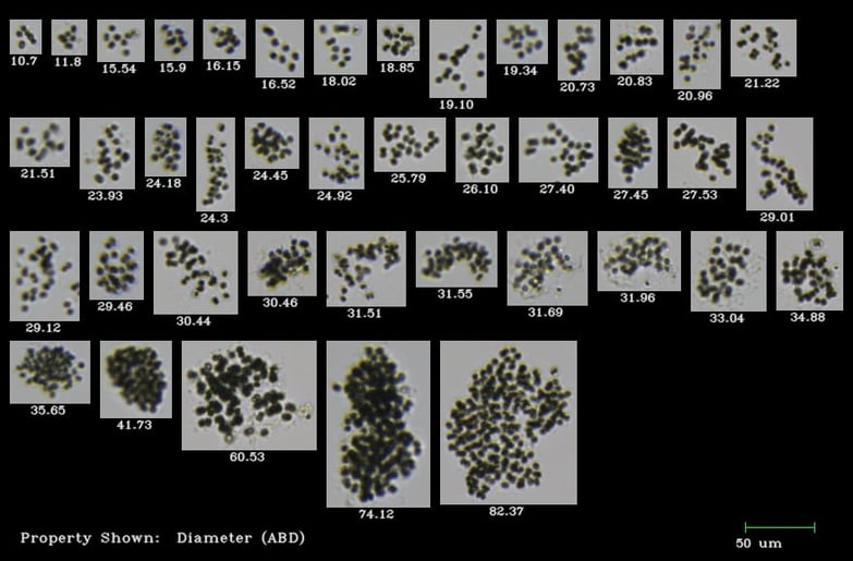 FlowCam collage of microcystis cyanobacteria colonies