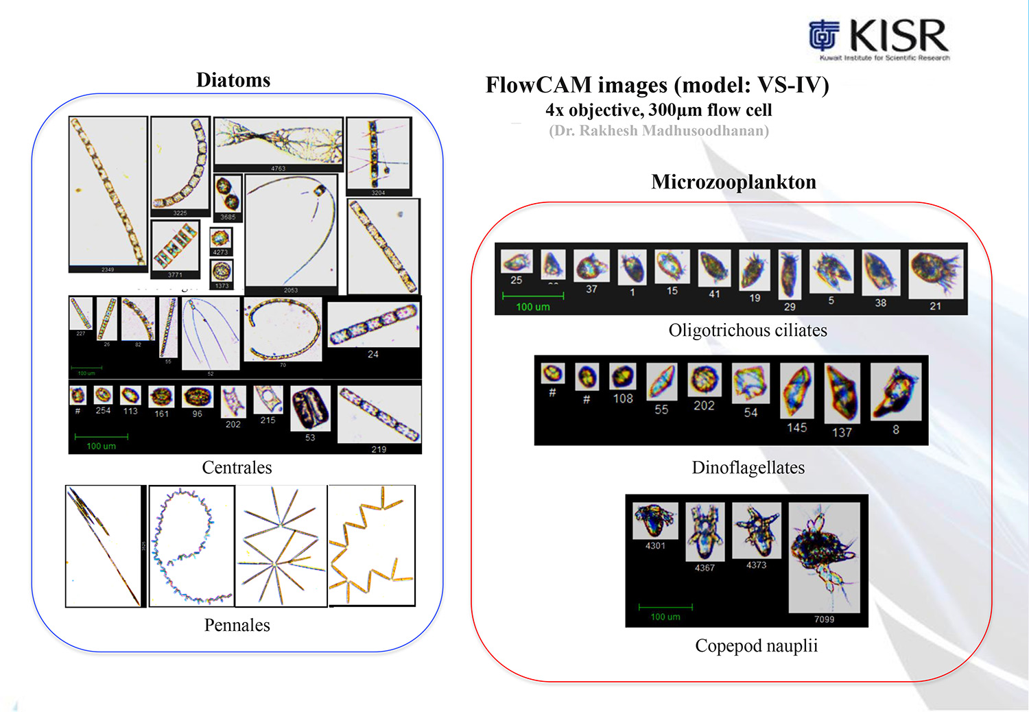 Phytoplankton and Zooplankton imaged by KISR with the FlowCam