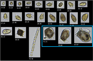 FlowCam plankton collage with a box around Dinophysis images