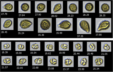 FlowCam collages of Chattonella subsalsa and Karenia mikimotoi