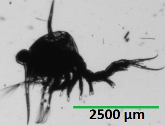 FlowCam image of green crab larvae showing area-based diameter