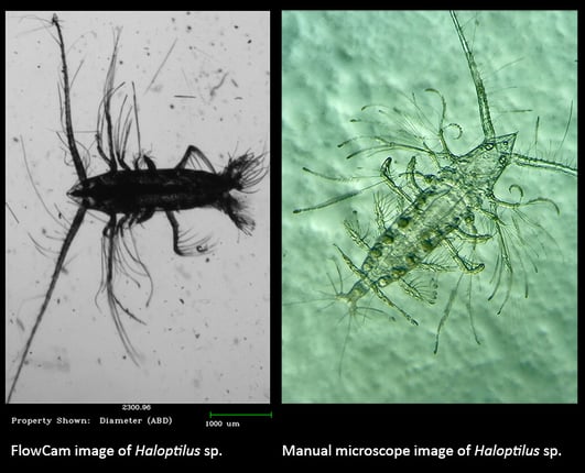 side-by-side images of Haloptilus with FlowCam and microscope