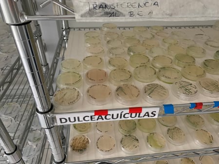 Algae cultures in petri dishes on rack