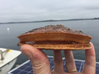 Hand holding sea scallop