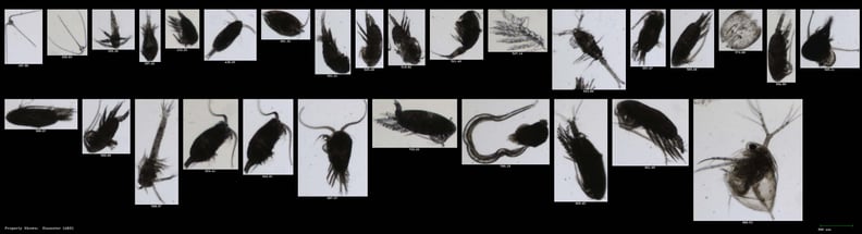 FlowCam collage of zooplankton