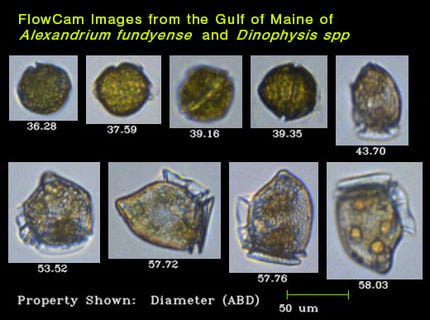 FlowCam Images from the Gulf of Maine of Alexandrium fundyense and Dinophysis spp