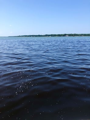 Alexandrium bloom water surface