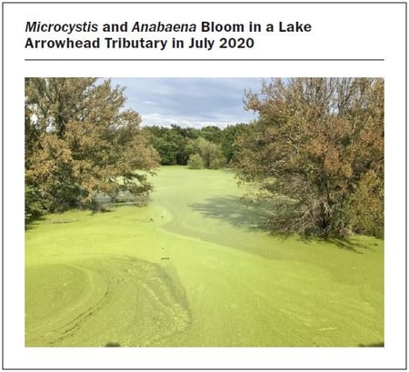 Anabaena bloom in Wichita Falls Texas as shown in the Journal AWWA