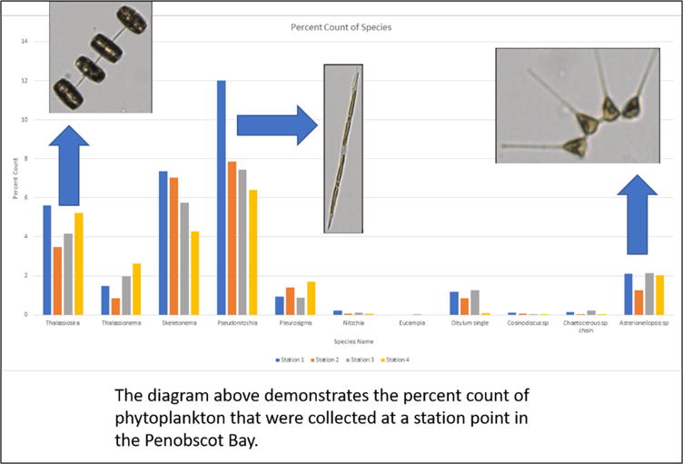 Maine Maritime Academy graph showing phytoplankton species counts with FlowCam images