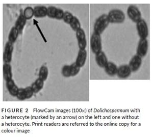 FlowCam images of Dolichospermum from Chaffin et al study