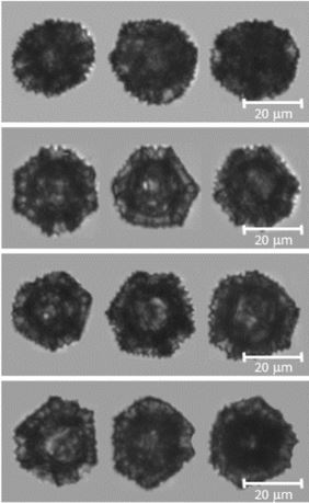 Figure showing dandelion pollen particles imaged on FlowCam used for drug delivery encapsulation