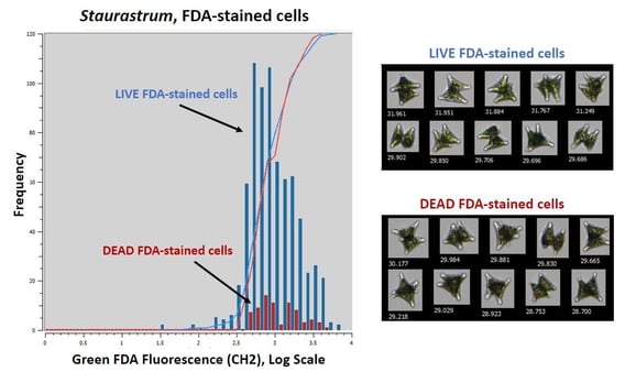 FlowCam data and images comparing live vs. dead Staurastrum cells stained with FDA