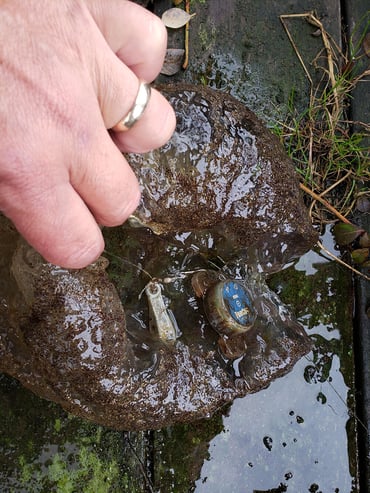 Bryozoan encasing HOBO temperature monitor in Tenmile Lake