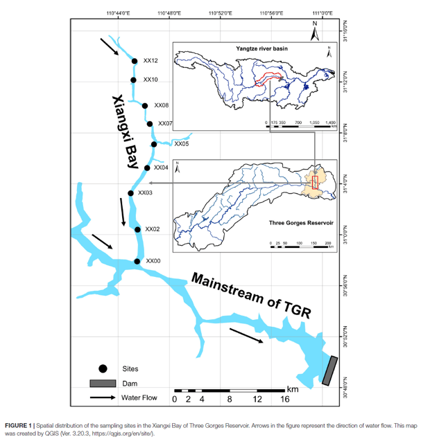 Figure from Li et al study - sampling sites in Xiangxi Bay of Three Gorges Reservoir