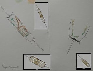 FlowCam images and artwork from Maine Maritime Academy