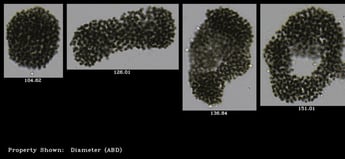 FlowCam Cyano collage of microcystis colonies imaged at 10X