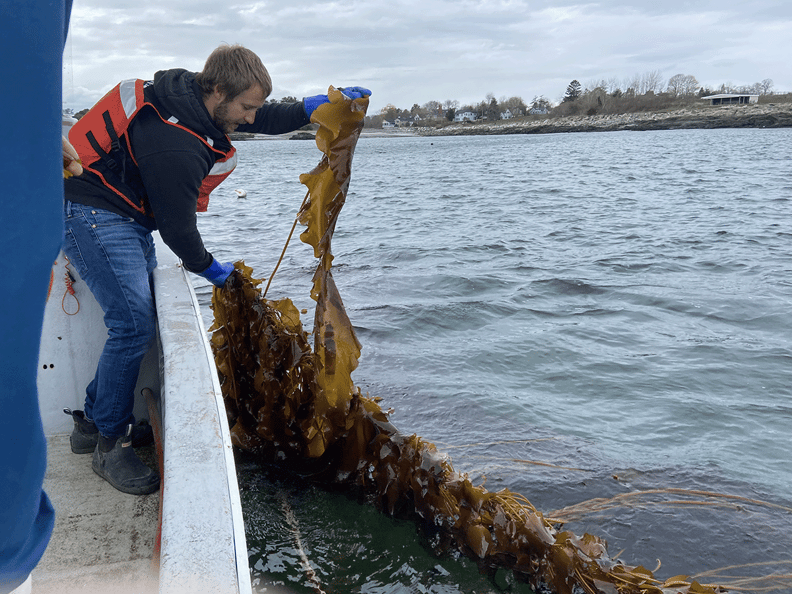 Kelp being harvested at UNH kelp farm